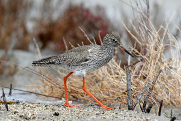 Rotschenkel (Tringa totanus) - redshank