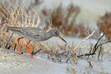 Rotschenkel (Tringa totanus) - redshank