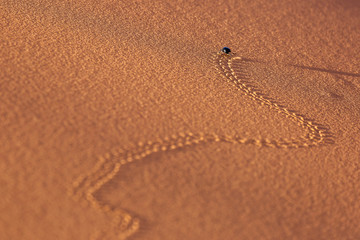 Traces of a bug in sands in Desert Sahara with beautiful lines and colors at sunrise. Merzouga, Morocco