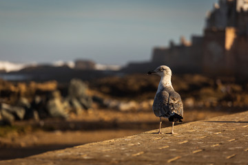 Seagulls of the Essaouira at sunrise with beautiful background. Morocco