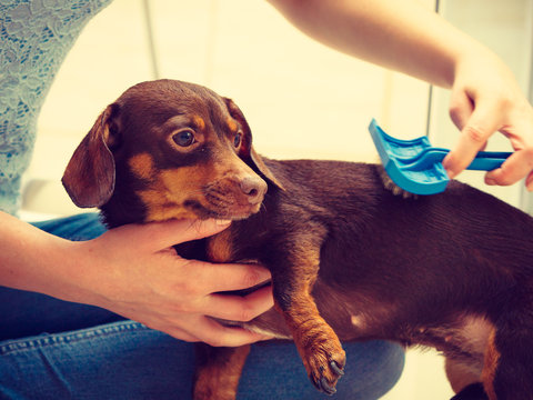 Woman Brushing Her Dachshund Dog