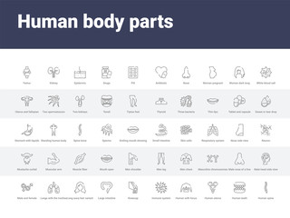50 human body parts set icons such as human spine, human teeth, uterus, with focus on the lungs, immune system, kneecap, large intestine, long wavy hair variant, lungs with the trachea. simple