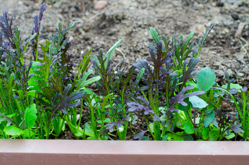 Young shoots of lettuce in garden. 