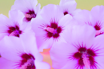 Bright neon colored flowers on multi colored background. Summer concept. Flat lay style. Close up surreal photo.