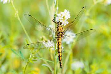 A yellow dragonfly, Orthetrum cancellatum male, also known as black-tailed skimmer, eating on a flower under the warm spring sun