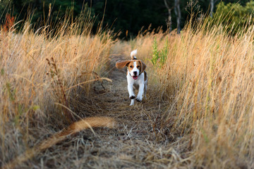 Beagle dog running on grassland. Front view towards camera