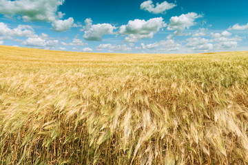 Wheat field. Scenic landscape of golden ripe wheat crop under blue sky. Rich harvest. Agriculture