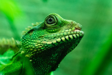 Gecko