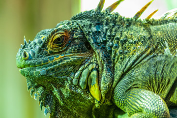 Leguan