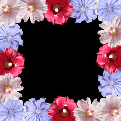 Fototapeta na wymiar Beautiful floral background of chicory and mallow. Isolated