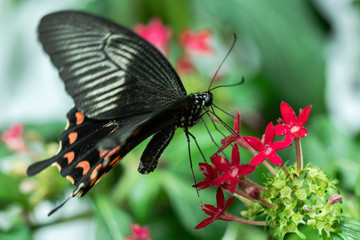 Schmetterling