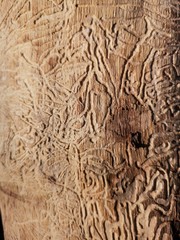Bois rong&eacute; par insectes xylophages