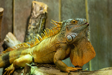 Leguan