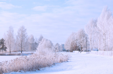 white snowy winter forest