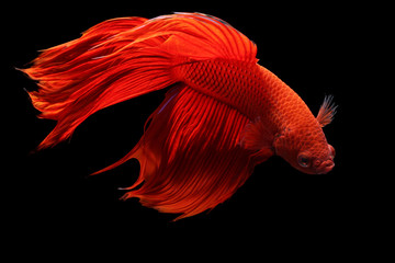 Red Siamese fighting fish or Betta splendens fancy fish on black background, gracefully movement.