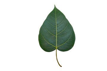 Obraz premium Sacred fig (Bo) leave isolated on white background. 