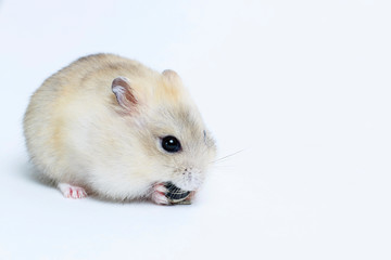 Little fluffy hamster eats a seed, on white background, side view