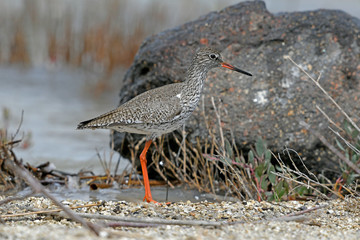 Rotschenkel (Tringa totanus) - redshank