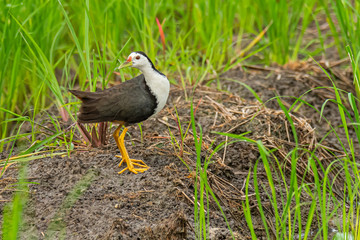 White-breasted Waterhen standing in paddy field looking into a distance