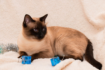 Siamese cat playing with blue gifts