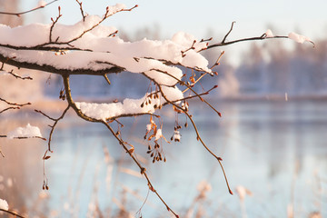 a branch of lime covered with snow at dawn