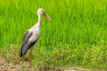 Asian openbill stork and river snail in its bill with green paddy field in background