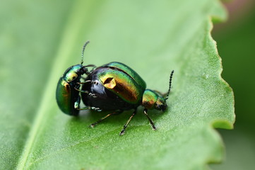 Green dock beetles Gastrophysa viridula male and female mating on a green leaf