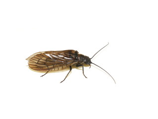 The alder fly Sialis nigripes isolated on white background