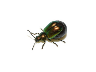 Green dock beetle Gastrophysa viridula female swollen with eggs isolated on white background