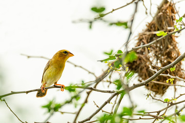 Female Asian Golden Weaver perching near its nest during spawning season