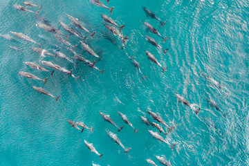 Aerial shot of a squad, school of dolphins cruising in the warm tropical water - obrazy, fototapety, plakaty