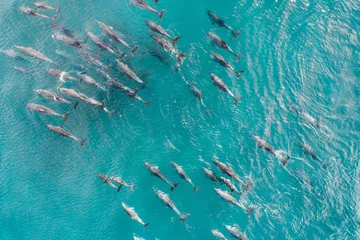 Papier Peint photo Zanzibar Vue aérienne d& 39 une escouade, banc de dauphins naviguant dans les eaux tropicales chaudes