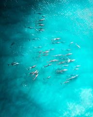 Luchtfoto van een ploeg, school dolfijnen cruisend in het warme tropische water