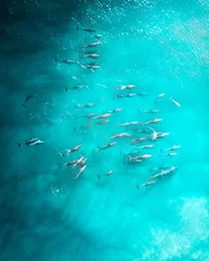 Wall murals Pool Aerial shot of a squad, school of dolphins cruising in the warm tropical water