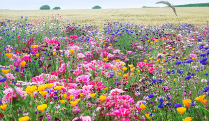Flower meadow.