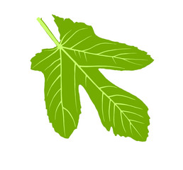 Fig leaves with Fig tree isolated vector