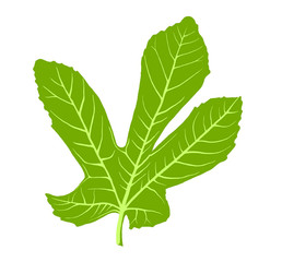 Fig leaf isolated on white background