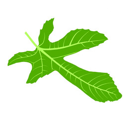 Fig leaf isolated on white background