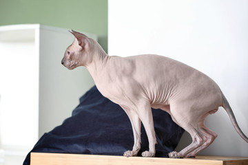 Funny Sphynx cat at home