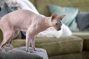 Funny Sphynx cat at home