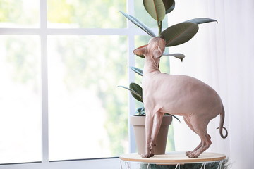 Funny Sphynx cat near houseplant at home