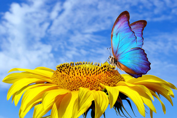 bright blue butterfly morpho sitting on a sunflower against a blue sky. butterfly on a flower