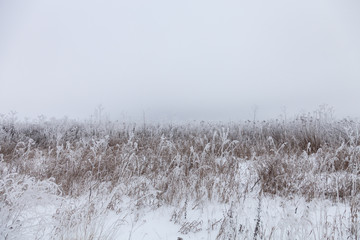 Frost on a grass. Russian provincial natural landscape in gloomy weather