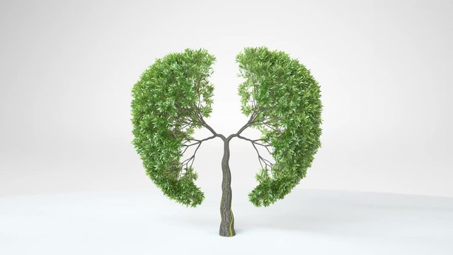 Lungs of the Earth. Growing tree in the shape of Lungs. Eco Concept. Save the World. 3D rendering.	