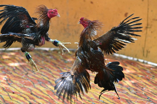 Selective focus The Cock fighting in match.