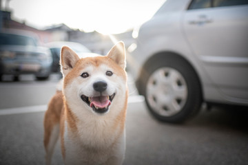 Dog is sitting on a bench in the city. Shiba Inu enjoys life with his owner. Travelling with dog. Enjoy life.