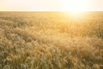 Obraz premium View of wheat field in summer