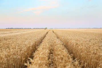View of wheat field in summer