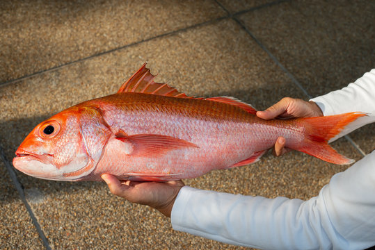 Deep sea live fresh fish ,straight shape..Closeup of Ruby snapper.fresh fish from deep andaman sea  in hands of chef,top view.