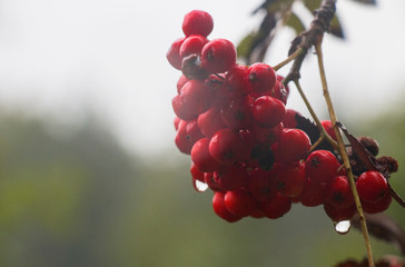 red mountain ash, wild berry